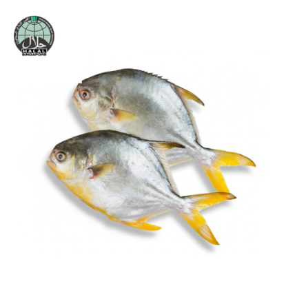 Picture of Fresh Golden Pomfret