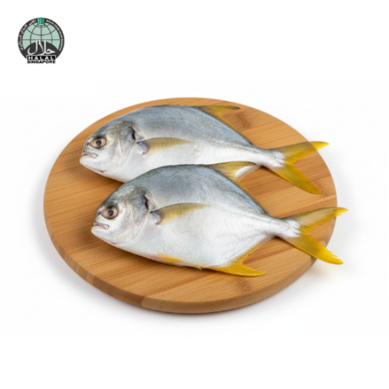 Picture of Fresh Golden Pomfret