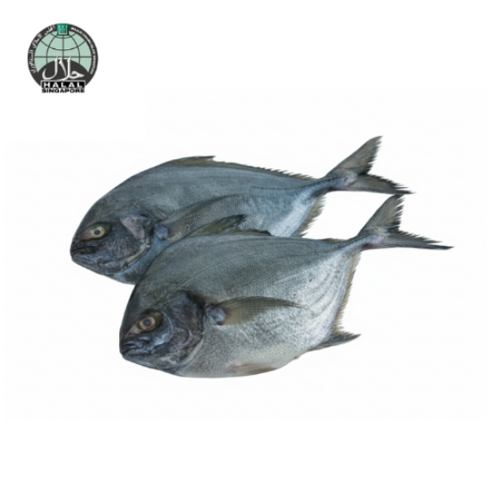 Picture of Fresh Black Pomfret