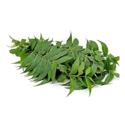 Picture of Neem Leaves