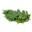 Picture of Neem Leaves