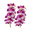 Picture of Orchid Flower