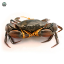 Picture of Live Mud Crab Fresh (Medium)