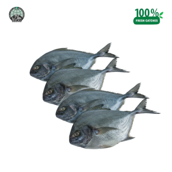 Picture of Fresh Black Pomfret