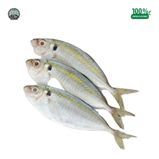 Picture of Fresh Kunning Fish